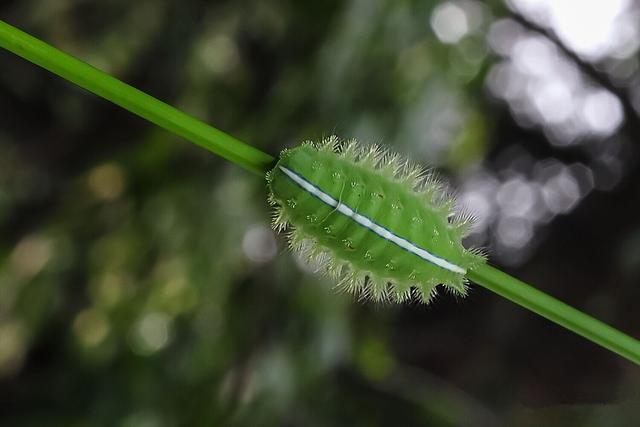 波刺毛蛰了怎么处理，毛毛虫蛰了怎么办（盘点地球上最彪悍的毛毛虫）