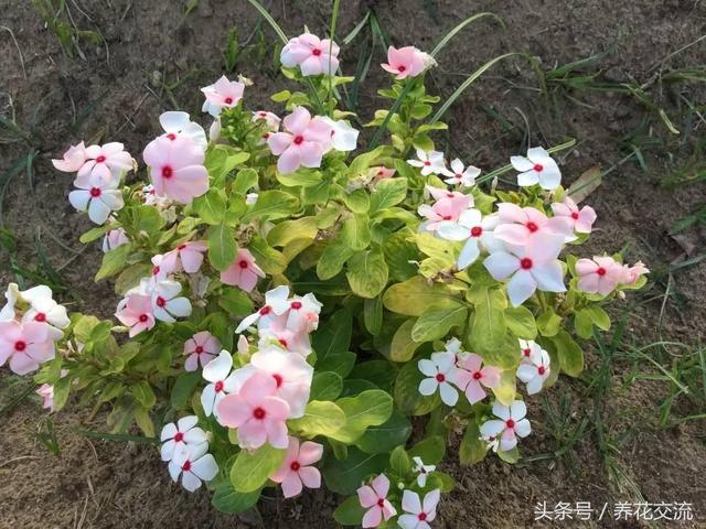 小蔓长春的养殖方法及注意事项，蔓长春花的养殖方法是什么