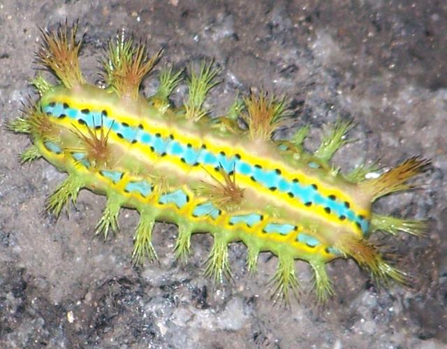 波刺毛蛰了怎么处理，毛毛虫蛰了怎么办（盘点地球上最彪悍的毛毛虫）