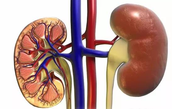 过敏性紫癜怎么治，过敏性紫癜怎么治疗能去根（过敏性紫癜的发病机理及理想的治疗方案）