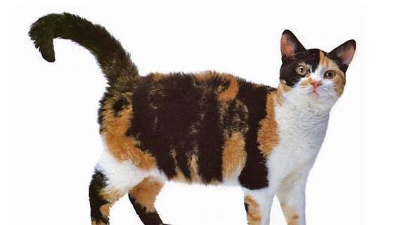 美国硬毛猫，养猫百科-带你认识猫的品种（美国硬毛猫和橘猫的区别）