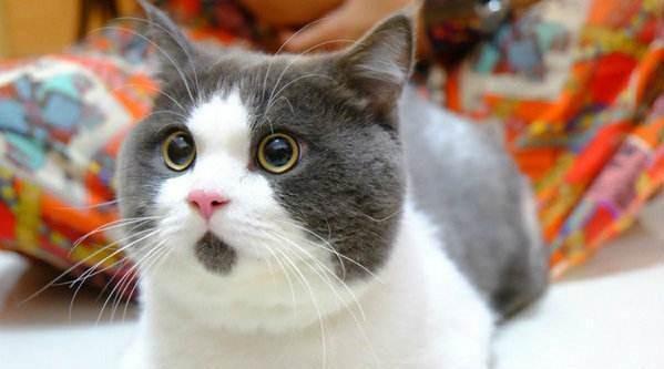 美国硬毛猫，养猫百科-带你认识猫的品种（美国硬毛猫和橘猫的区别）
