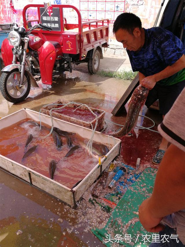 西红花多少钱一克，藏红花多少钱一克（30元一克的藏红花）