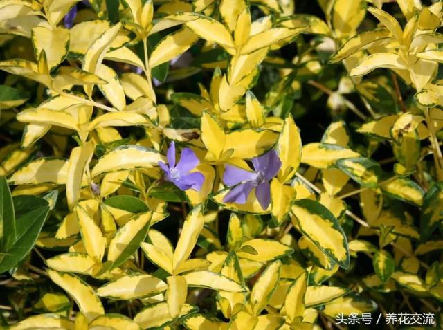 小蔓长春的养殖方法及注意事项，蔓长春花的养殖方法是什么