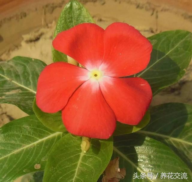 小蔓长春的养殖方法及注意事项，蔓长春花的养殖方法是什么