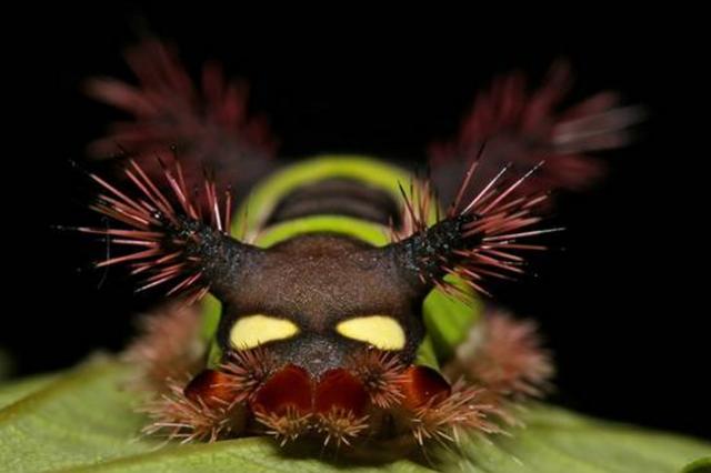 波刺毛蛰了怎么处理，毛毛虫蛰了怎么办（盘点地球上最彪悍的毛毛虫）