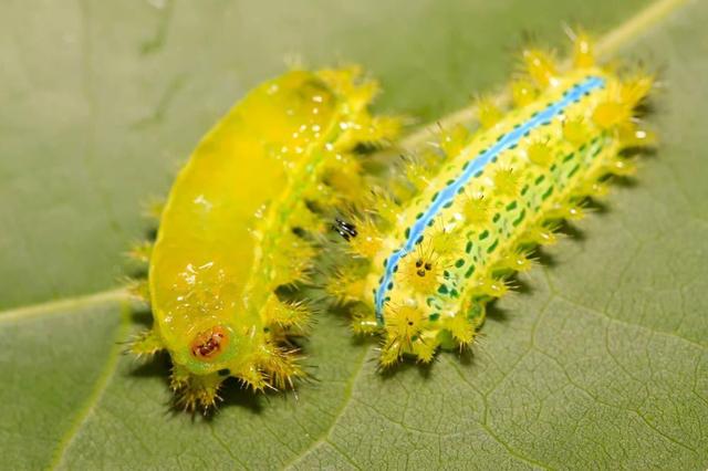 波刺毛蛰了怎么处理，毛毛虫蛰了怎么办（盘点地球上最彪悍的毛毛虫）