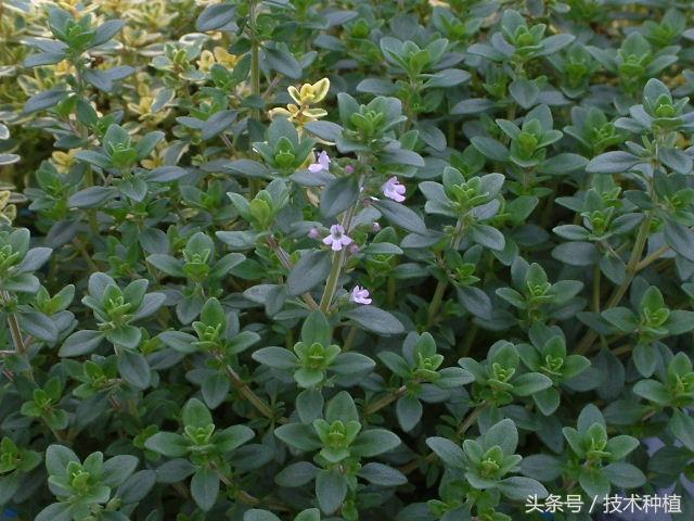 百里香适合在湖北种植吗，百里香适合在湖北种植吗视频（外型不出众的它很受欢迎）