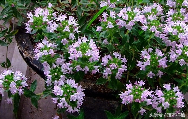 百里香适合在湖北种植吗，百里香适合在湖北种植吗视频（外型不出众的它很受欢迎）