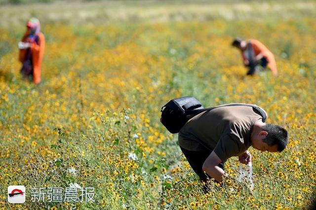 新疆达坂城金灿灿的雪菊花海等你来采摘，新疆雪菊有什么功效（新疆雪菊泡水喝有什么功效）