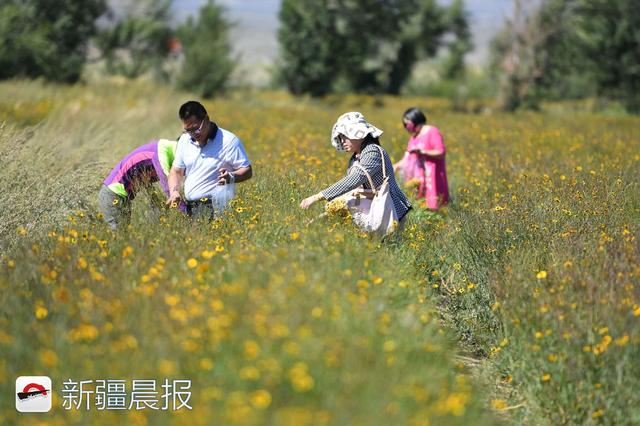 新疆达坂城金灿灿的雪菊花海等你来采摘，新疆雪菊有什么功效（新疆雪菊泡水喝有什么功效）