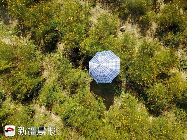 新疆达坂城金灿灿的雪菊花海等你来采摘，新疆雪菊有什么功效（新疆雪菊泡水喝有什么功效）