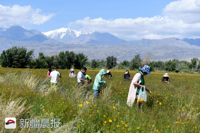 新疆达坂城金灿灿的雪菊花海等你来采摘，新疆雪菊有什么功效（新疆雪菊泡水喝有什么功效）