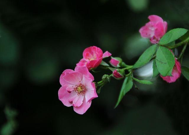 龙柏种子什么时候种，龙柏什么时间移栽好（8月份这些花可以开始播种扦插啦~）