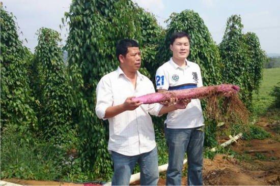 山药为什么煮熟了也麻口，为什么蒸熟的山药麻嘴（山药煮了为什么还麻嘴）