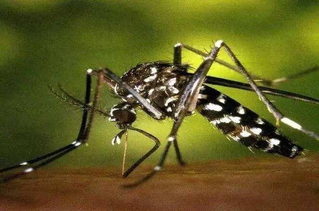 蜱虫病（蜱虫病毒），“蜱虫病”导致妇女死亡（什么叫蜱虫病）