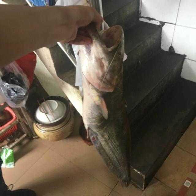 黑龙潭鲶鱼王,电工都搞不定的鲶鱼王 黑龙潭鲶鱼王,电工都搞不定的鲶鱼王