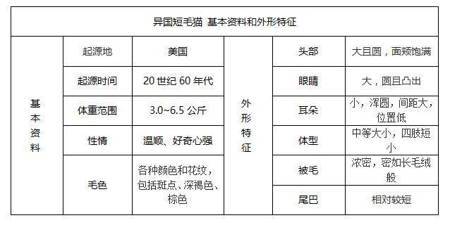 美国硬毛猫，养猫百科-带你认识猫的品种（美国硬毛猫和橘猫的区别）