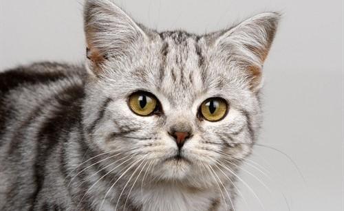 美国硬毛猫，养猫百科-带你认识猫的品种（美国硬毛猫和橘猫的区别）