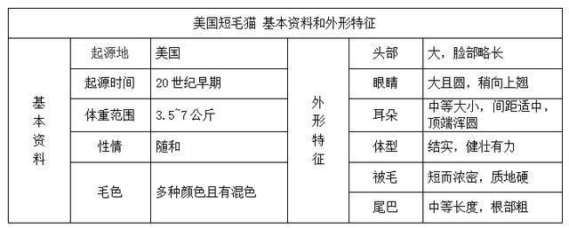 美国硬毛猫，养猫百科-带你认识猫的品种（美国硬毛猫和橘猫的区别）