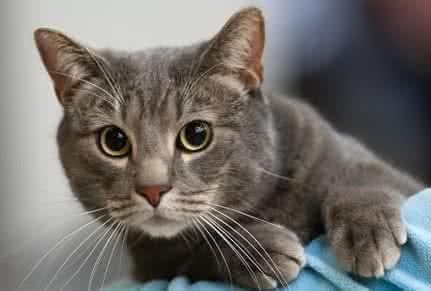 美国硬毛猫，养猫百科-带你认识猫的品种（美国硬毛猫和橘猫的区别）