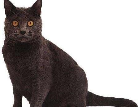 美国硬毛猫，养猫百科-带你认识猫的品种（美国硬毛猫和橘猫的区别）