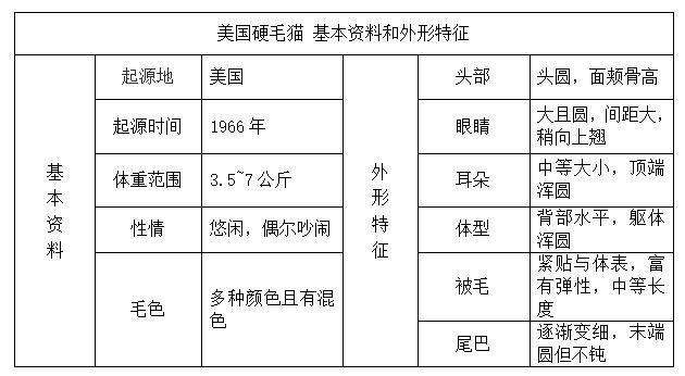 美国硬毛猫，养猫百科-带你认识猫的品种（美国硬毛猫和橘猫的区别）