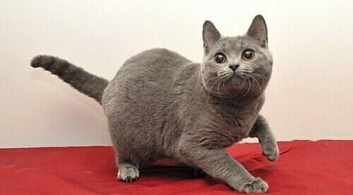 美国硬毛猫，养猫百科-带你认识猫的品种（美国硬毛猫和橘猫的区别）
