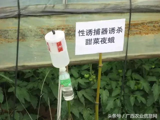 杀虫脒中毒如何急救，杀虫脒中毒解救的措施有（农药常识必备——杀虫剂的分类与作用）