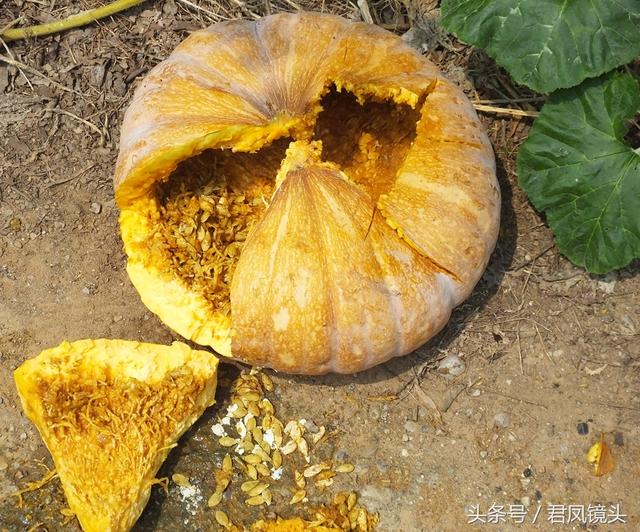 南瓜多少钱一斤，今日南瓜叶最新价格（菜市场上的南瓜售价1.5-2元一斤）