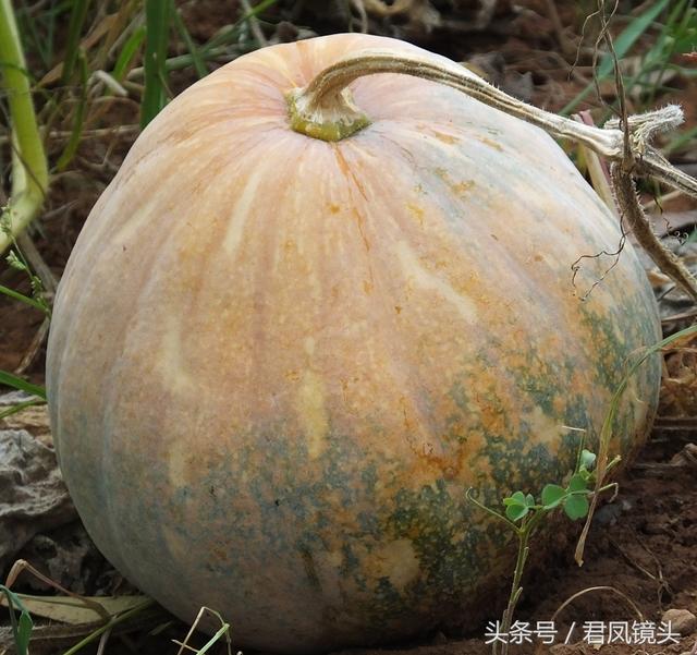 南瓜多少钱一斤，今日南瓜叶最新价格（菜市场上的南瓜售价1.5-2元一斤）