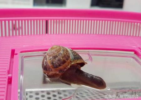 蜗牛壳碎了怎么办，蜗牛的壳破了怎么办（一只壳被踩碎的蜗牛被抢救的全过程）