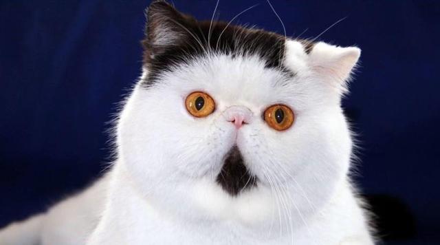 美国硬毛猫，养猫百科-带你认识猫的品种（美国硬毛猫和橘猫的区别）