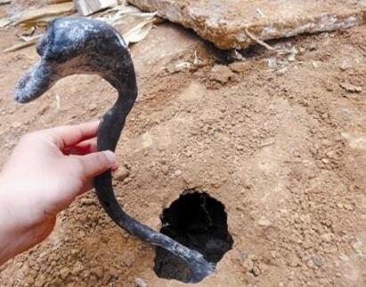 乌灵菌粉是什么东西（比黄金还贵的真菌药材）