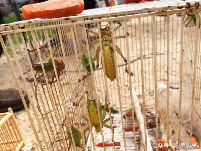 西红花多少钱一克，藏红花多少钱一克（30元一克的藏红花）