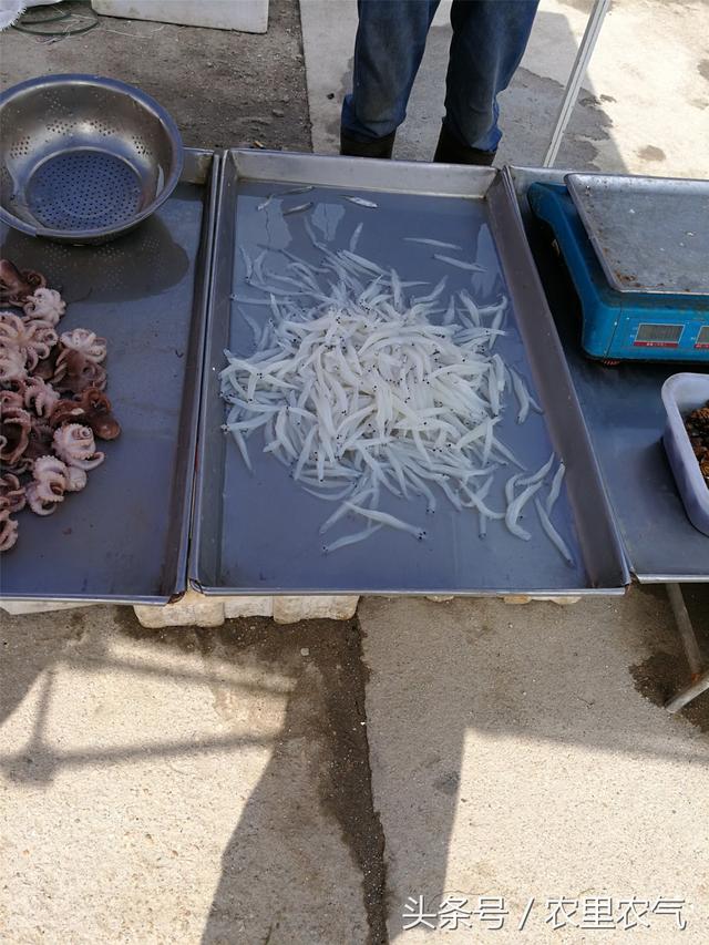 西红花多少钱一克，藏红花多少钱一克（30元一克的藏红花）