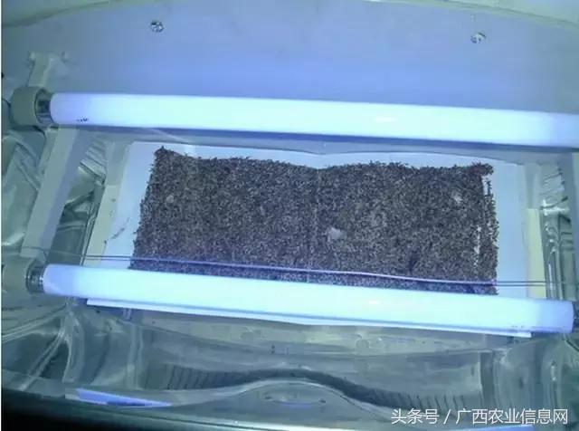 杀虫脒中毒如何急救，杀虫脒中毒解救的措施有（农药常识必备——杀虫剂的分类与作用）