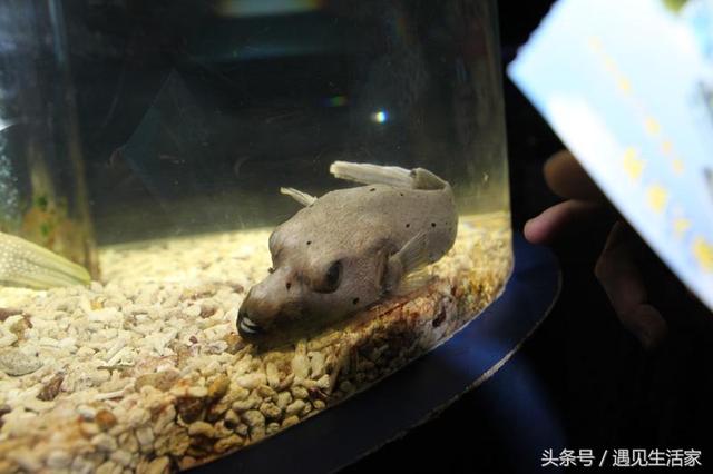 斑馬狗頭魚怎麼養,斑馬狗頭怎麼養(觀賞魚品鑑之狗頭魚)