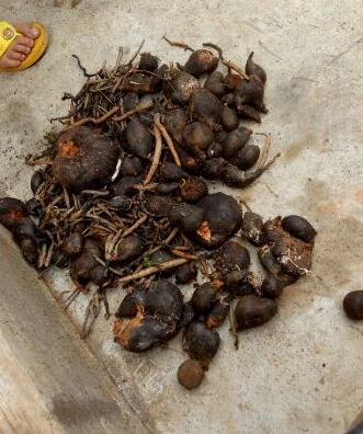 乌灵菌粉是什么东西（比黄金还贵的真菌药材）