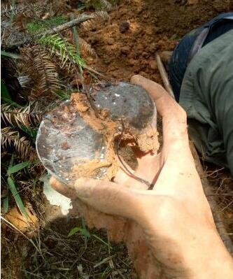 乌灵菌粉是什么东西（比黄金还贵的真菌药材）