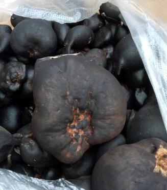 乌灵菌粉是什么东西（比黄金还贵的真菌药材）