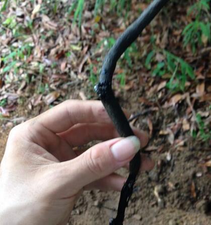 乌灵菌粉是什么东西（比黄金还贵的真菌药材）