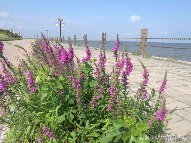 唐山菩提岛旅游攻略，唐山菩提岛旅游攻略及消费（唐山金沙岛浅水湾+菩提岛周末两日游攻略-独角兽猎头）