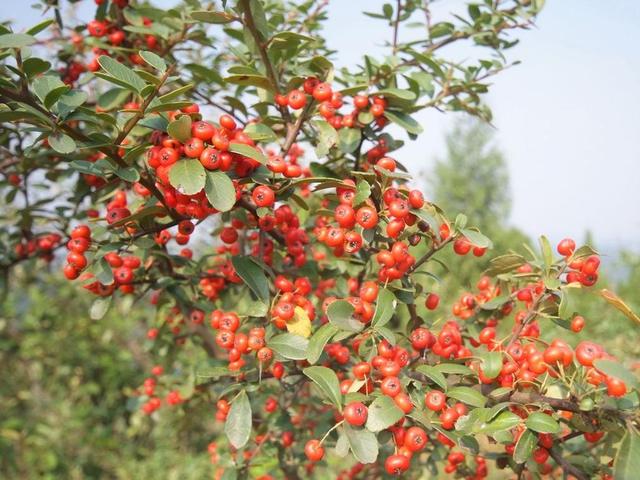 龙柏种子什么时候种，龙柏什么时间移栽好（8月份这些花可以开始播种扦插啦~）