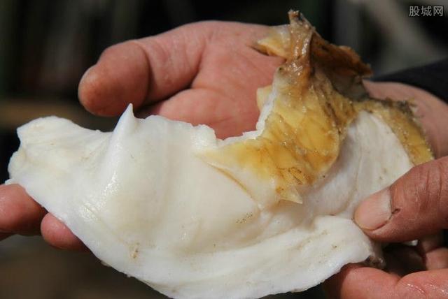 野生太岁肉灵芝有什么作用和用途，太岁肉灵芝有什么功效（太岁肉灵芝多少钱一斤）