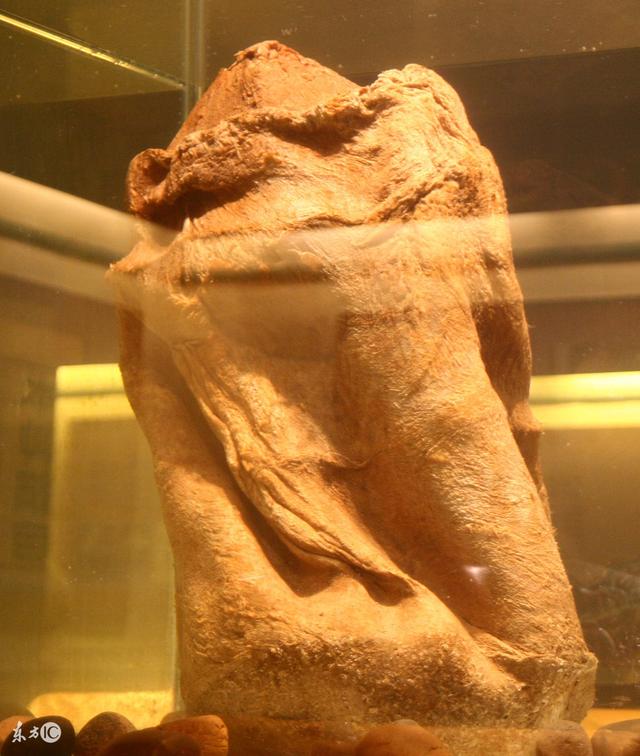 野生太岁肉灵芝有什么作用和用途，太岁肉灵芝有什么功效（太岁肉灵芝多少钱一斤）