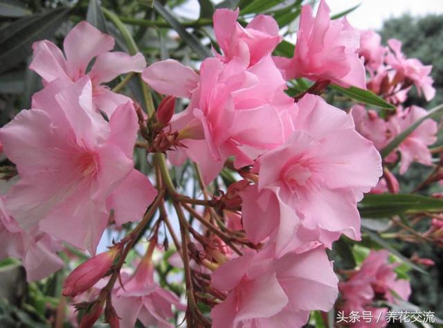 夹竹桃有毒吗（为什么城市绿化到处都是）