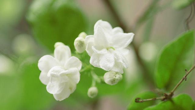 龙柏种子什么时候种，龙柏什么时间移栽好（8月份这些花可以开始播种扦插啦~）