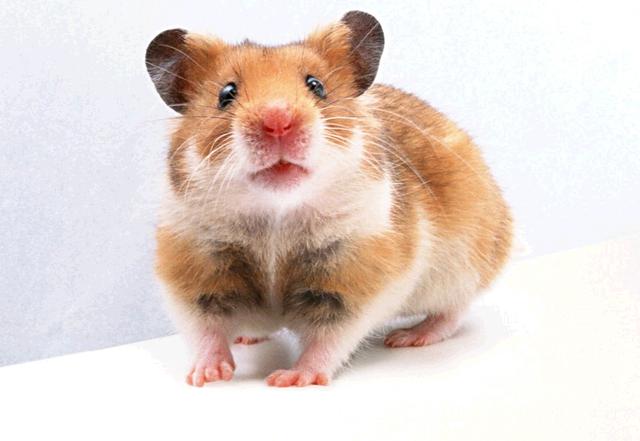 签文中目连救母是什么意思，四十二签目连救母（成语故事之安全道理）