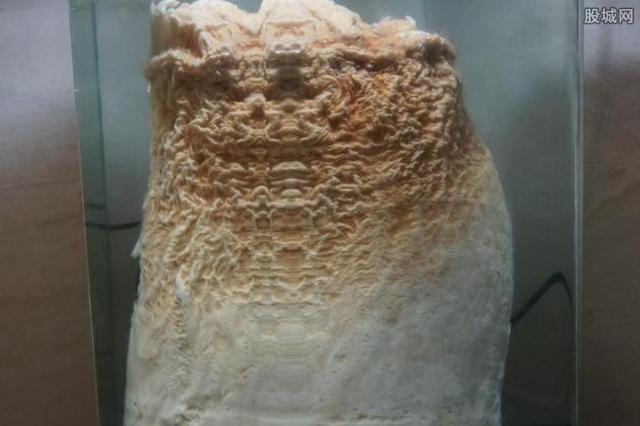 野生太岁肉灵芝有什么作用和用途，太岁肉灵芝有什么功效（太岁肉灵芝多少钱一斤）